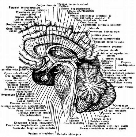 Михаил Привес, Николай Лысенков и др. - Анатомия человека