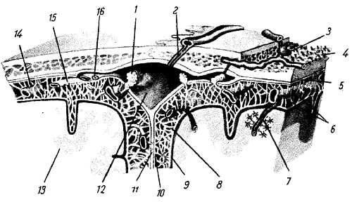 Михаил Привес, Николай Лысенков и др. - Анатомия человека