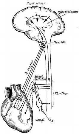 Михаил Привес, Николай Лысенков и др. - Анатомия человека