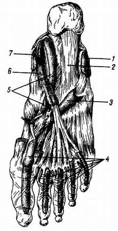Михаил Привес, Николай Лысенков и др. - Анатомия человека