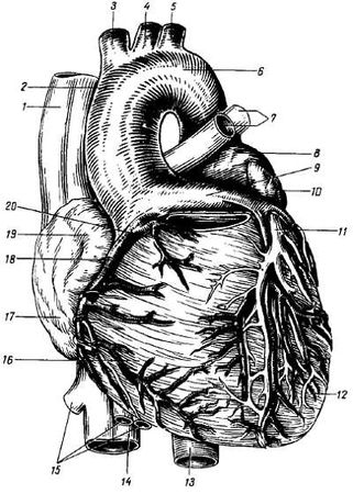 Михаил Привес, Николай Лысенков и др. - Анатомия человека