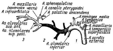 Михаил Привес, Николай Лысенков и др. - Анатомия человека