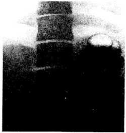 Михаил Привес, Николай Лысенков и др. - Анатомия человека