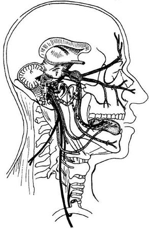 Михаил Привес, Николай Лысенков и др. - Анатомия человека