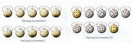 Мир в ореховой скорлупе