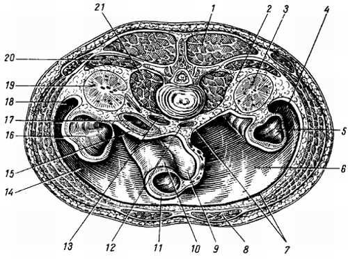 Михаил Привес, Николай Лысенков и др. - Анатомия человека