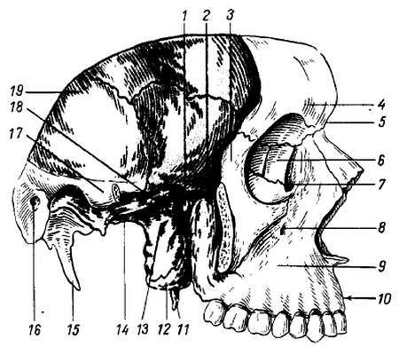 Михаил Привес, Николай Лысенков и др. - Анатомия человека