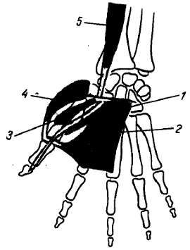 Михаил Привес, Николай Лысенков и др. - Анатомия человека