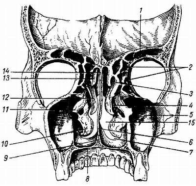 Михаил Привес, Николай Лысенков и др. - Анатомия человека