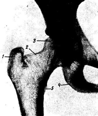 Михаил Привес, Николай Лысенков и др. - Анатомия человека