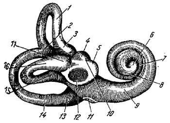 Михаил Привес, Николай Лысенков и др. - Анатомия человека