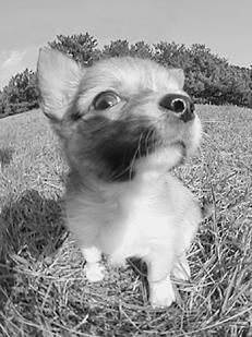 Линиза Жалпанова - Чихуахуа