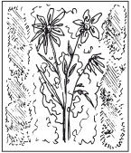 Наталья Дмитриева - Поделки из природных материалов