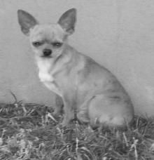 Линиза Жалпанова - Чихуахуа