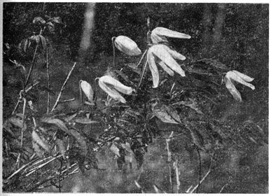 Михаил Величко - Маленькие путешествия вокруг большого города