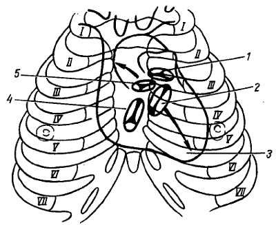 Михаил Привес, Николай Лысенков и др. - Анатомия человека