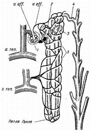 Михаил Привес, Николай Лысенков и др. - Анатомия человека