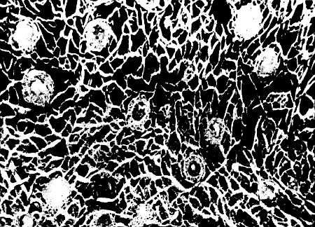 Михаил Привес, Николай Лысенков и др. - Анатомия человека