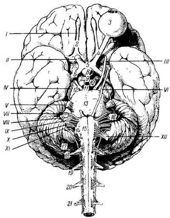 Михаил Привес, Николай Лысенков и др. - Анатомия человека