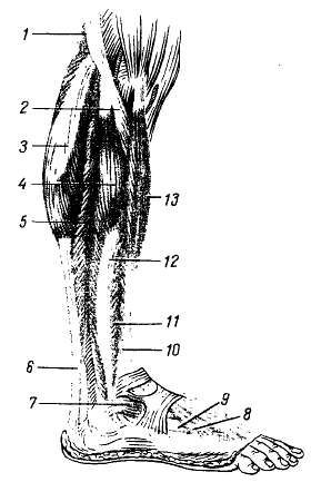 Михаил Привес, Николай Лысенков и др. - Анатомия человека