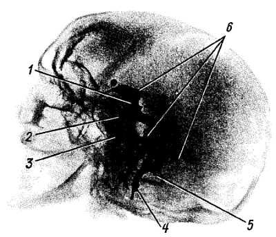 Михаил Привес, Николай Лысенков и др. - Анатомия человека