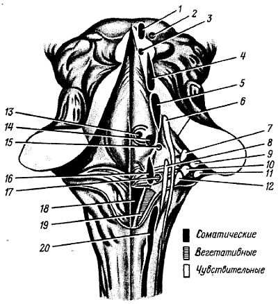 Михаил Привес, Николай Лысенков и др. - Анатомия человека