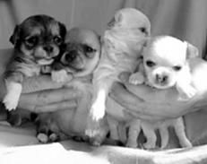 Линиза Жалпанова - Чихуахуа