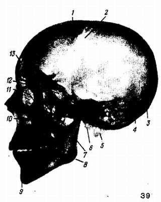 Михаил Привес, Николай Лысенков и др. - Анатомия человека