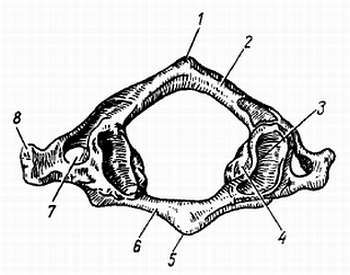 Михаил Привес, Николай Лысенков и др. - Анатомия человека