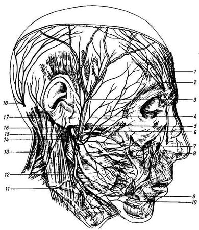 Михаил Привес, Николай Лысенков и др. - Анатомия человека