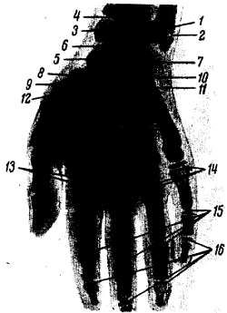 Михаил Привес, Николай Лысенков и др. - Анатомия человека