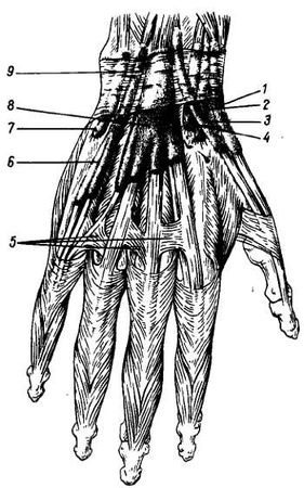 Михаил Привес, Николай Лысенков и др. - Анатомия человека