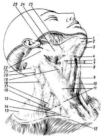 Михаил Привес, Николай Лысенков и др. - Анатомия человека