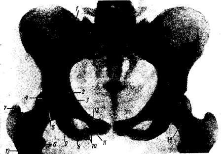 Михаил Привес, Николай Лысенков и др. - Анатомия человека