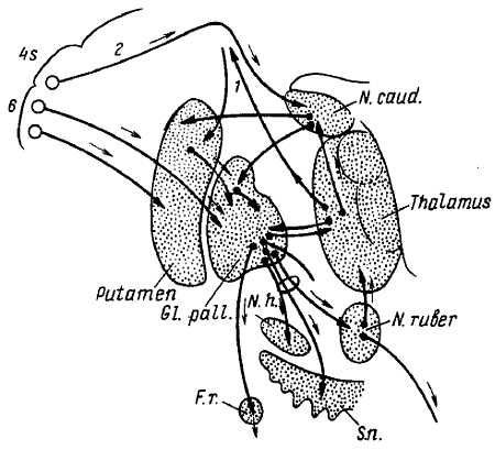 Михаил Привес, Николай Лысенков и др. - Анатомия человека