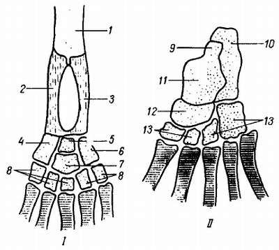 Михаил Привес, Николай Лысенков и др. - Анатомия человека