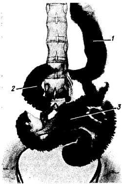 Михаил Привес, Николай Лысенков и др. - Анатомия человека