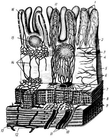 Михаил Привес, Николай Лысенков и др. - Анатомия человека