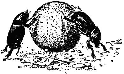 Игорь Акимушкин - Причуды природы