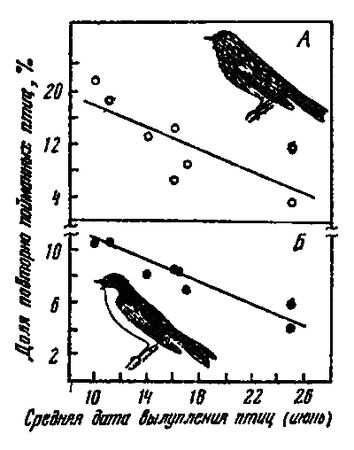 Леонид Соколов - Почему перелетные птицы возвращаются домой