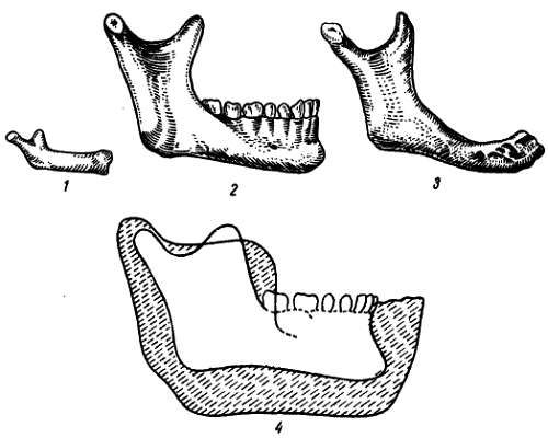 Михаил Привес, Николай Лысенков и др. - Анатомия человека