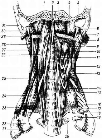 Михаил Привес, Николай Лысенков и др. - Анатомия человека