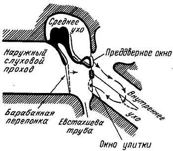 Михаил Привес, Николай Лысенков и др. - Анатомия человека