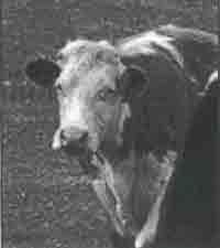 Эрнст Мулдашев - Трагическое послание древних