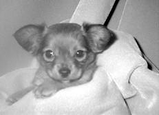 Линиза Жалпанова - Чихуахуа