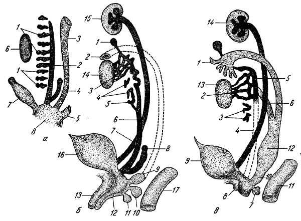 Михаил Привес, Николай Лысенков и др. - Анатомия человека