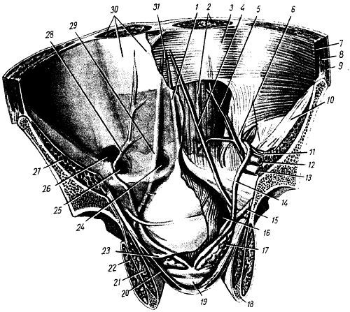 Михаил Привес, Николай Лысенков и др. - Анатомия человека