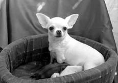 Линиза Жалпанова - Чихуахуа