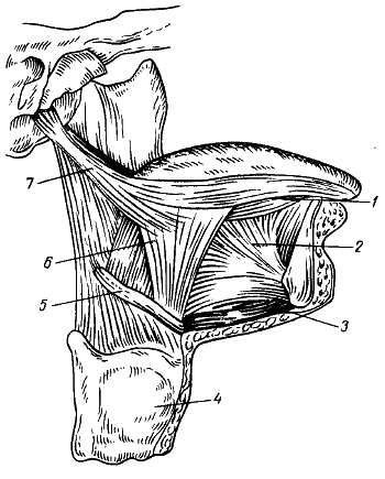 Михаил Привес, Николай Лысенков и др. - Анатомия человека