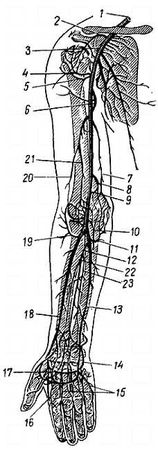 Михаил Привес, Николай Лысенков и др. - Анатомия человека